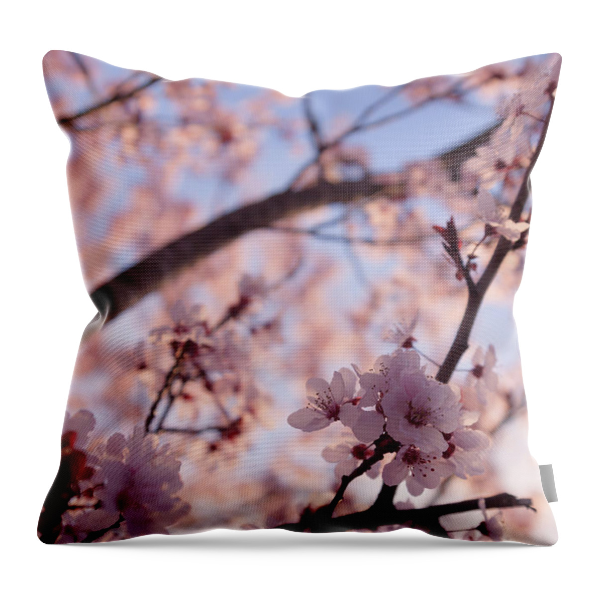 Cherry Blossoms Throw Pillow featuring the photograph Pink Cherry Blossoms by Ana V Ramirez