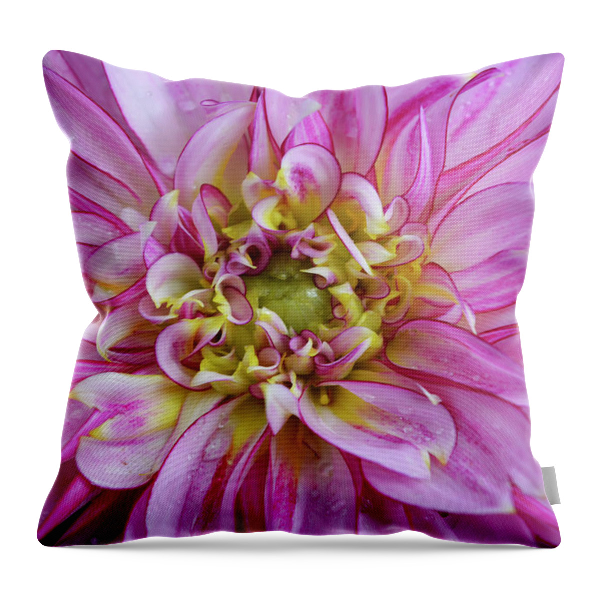 Dahlia Throw Pillow featuring the photograph Pink Dahlia by Aimee L Maher ALM GALLERY