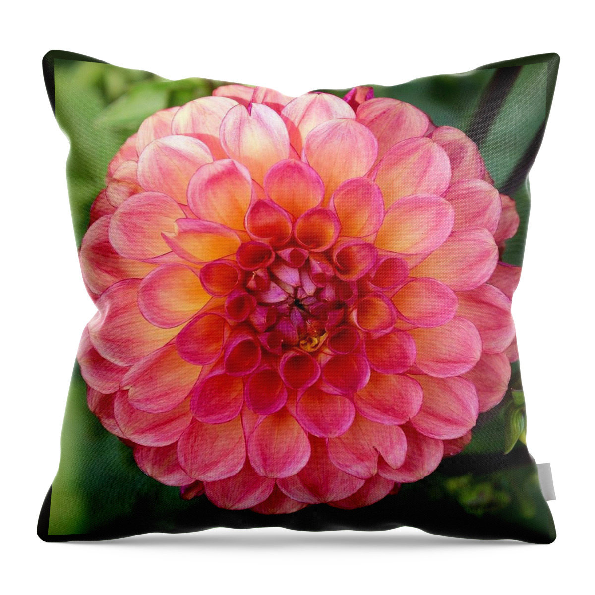 This Beautiful Pink Dahlia Was Captured At The Swan Island Dahlia Farm In Canby Throw Pillow featuring the photograph Pink Dahlia by Brian Eberly