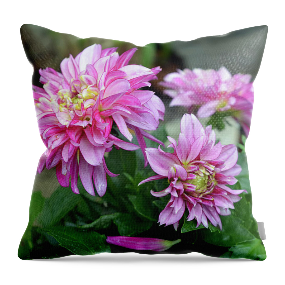 Dahlia Throw Pillow featuring the photograph Pink Dahlia Flowers by Aimee L Maher ALM GALLERY