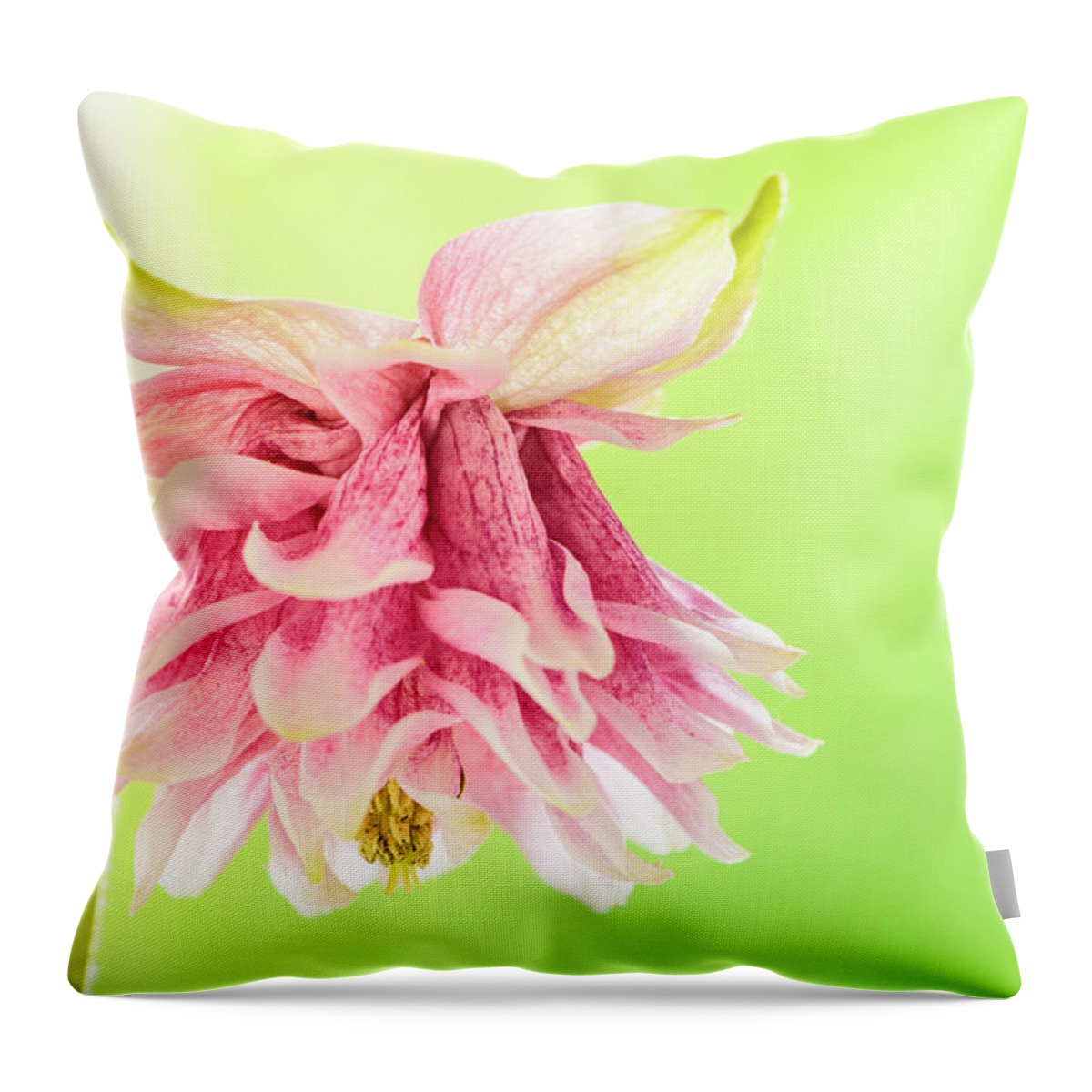 Beauty In Nature Throw Pillow featuring the photograph Pink double columbine by Oscar Gutierrez