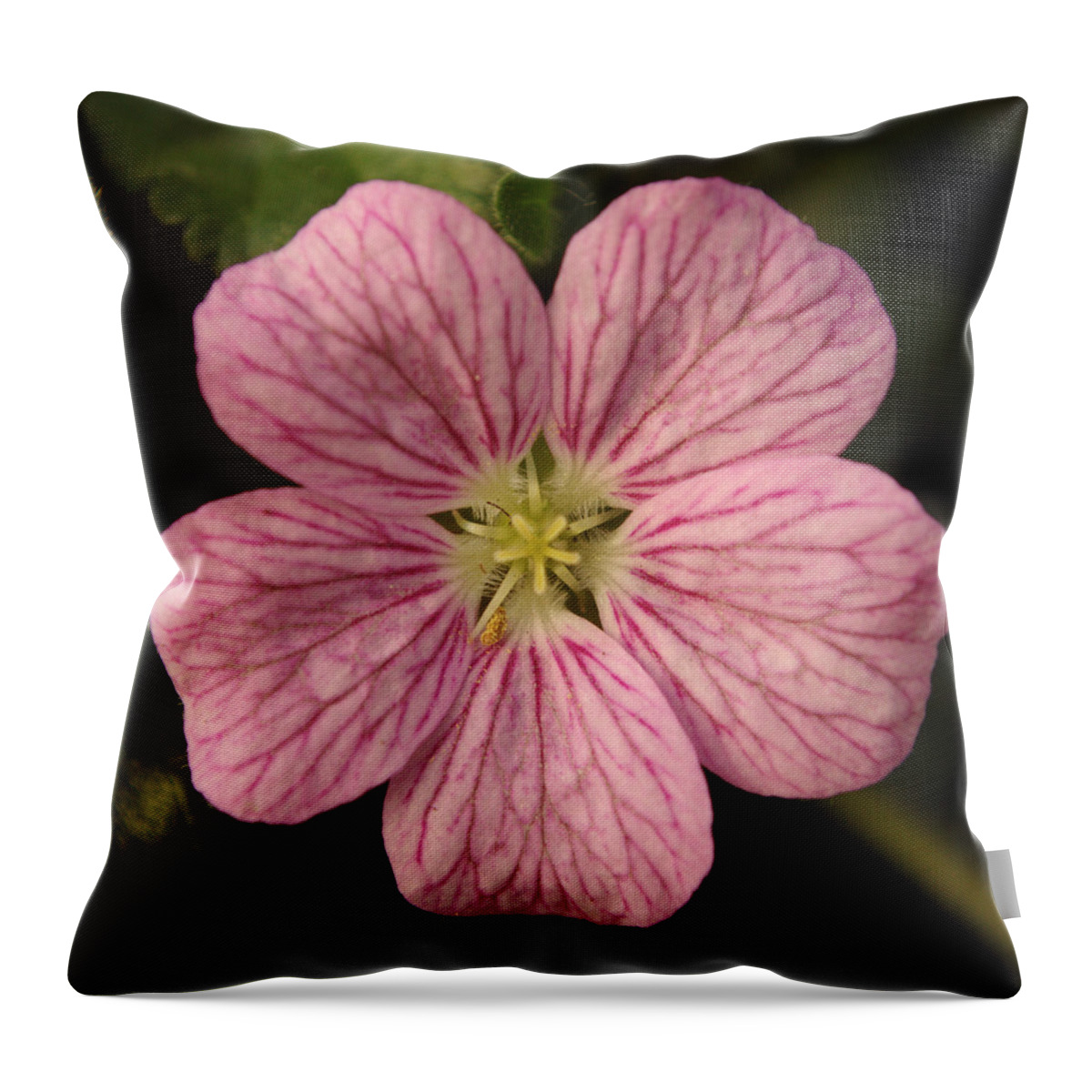 Flower Throw Pillow featuring the photograph Pink Erodium by Adrian Wale