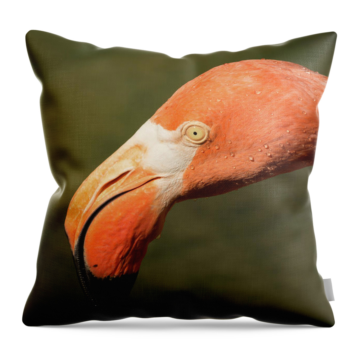 Zoo Throw Pillow featuring the photograph Pink Flamingo by John Benedict