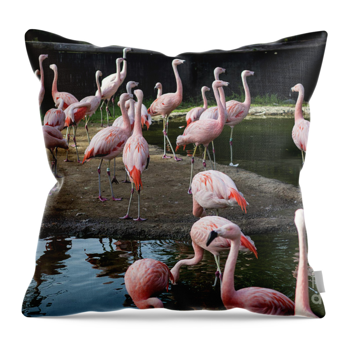 Flamingos Throw Pillow featuring the photograph Pink Flamingos by Suzanne Luft