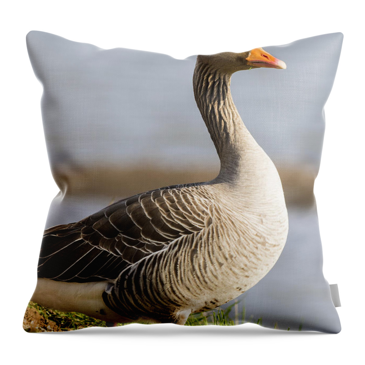 Anser Throw Pillow featuring the photograph Pink footed Goose by Chris Smith