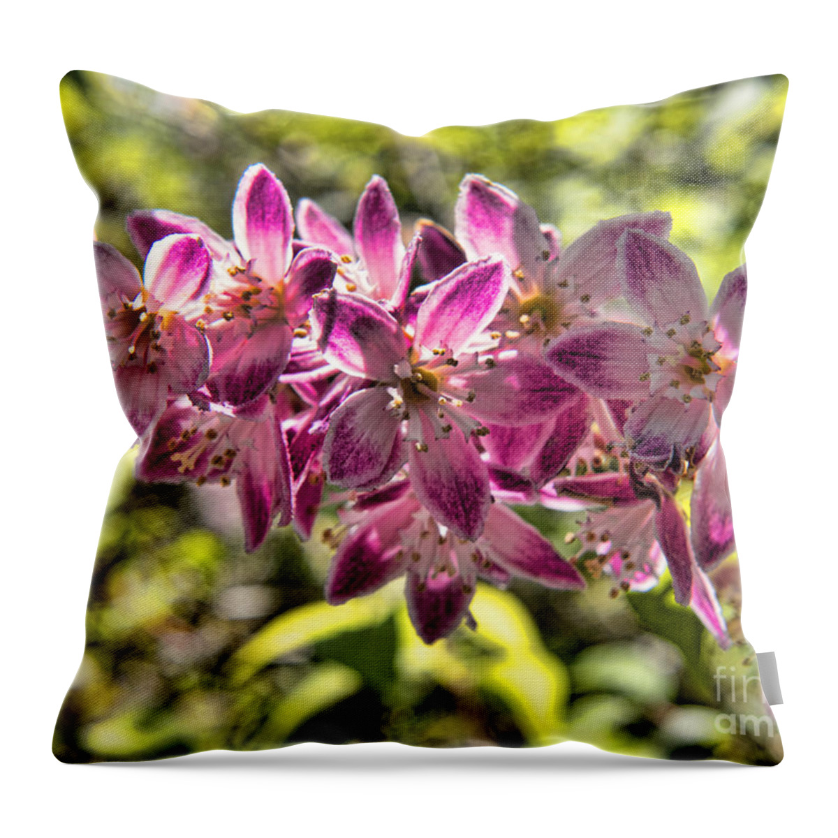 Biltmore Throw Pillow featuring the photograph Pink Ladies in Spring Glory by Brenda Kean