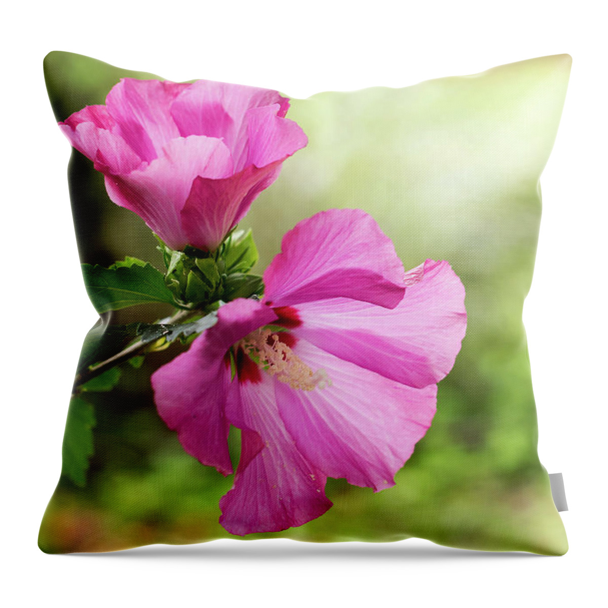 Terry D Photography Throw Pillow featuring the photograph Pink Light Rose of Sharon 2016 by Terry DeLuco