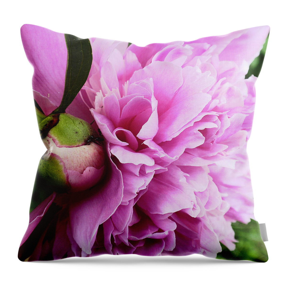 Pink Throw Pillow featuring the photograph Pink Peony by Kristen Cavanaugh