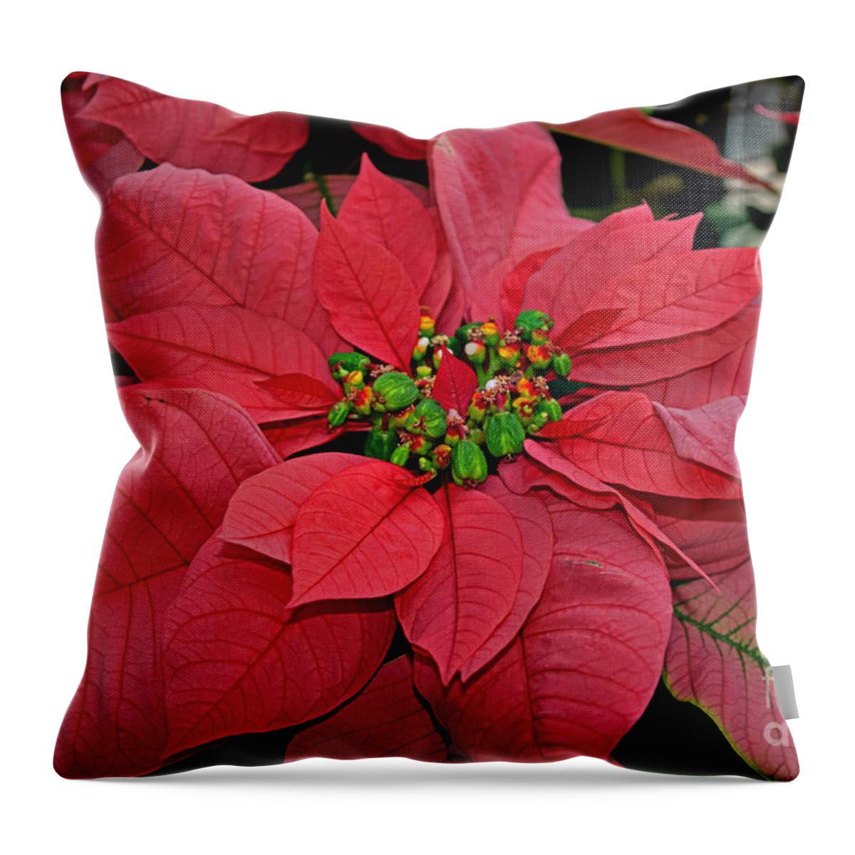 Christmas Throw Pillow featuring the photograph Pink Poinsettia by Rich Walter