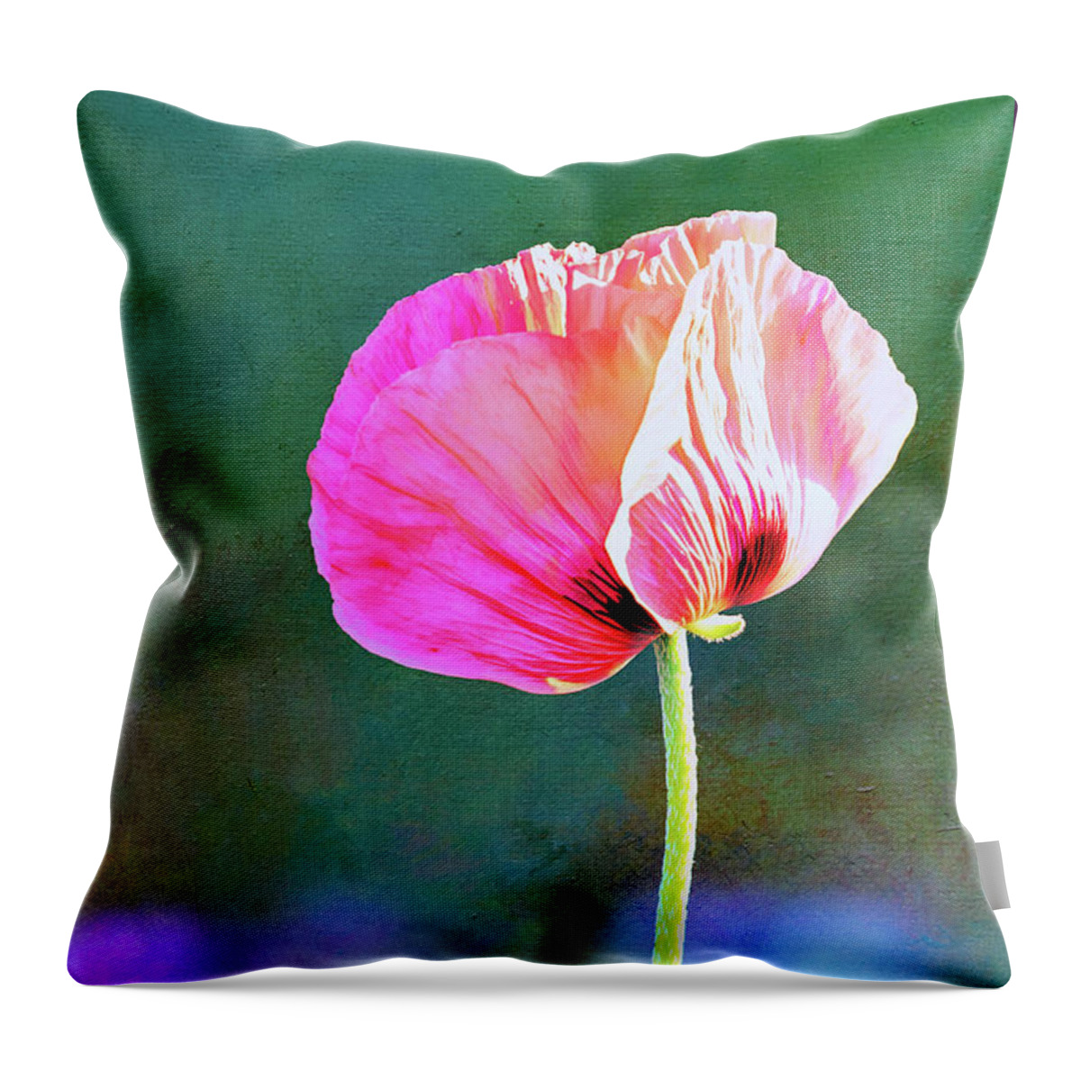 Pink Poppy Throw Pillow featuring the photograph Pink Poppy in the Evening Light by Anita Pollak