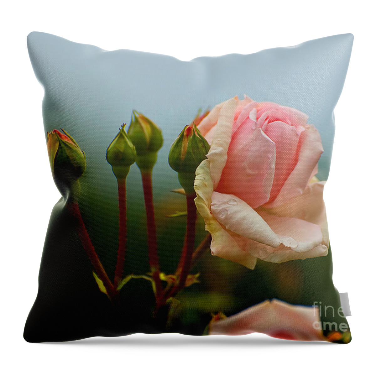 Rose Throw Pillow featuring the photograph Pink Rose 2 by Edward Sobuta