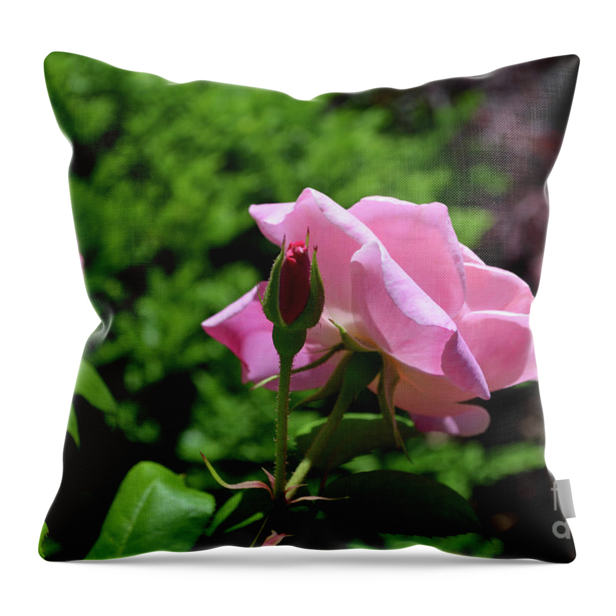 Rose Throw Pillow featuring the photograph Pink Roses Blooming in a Summer Rose Garden by DejaVu Designs