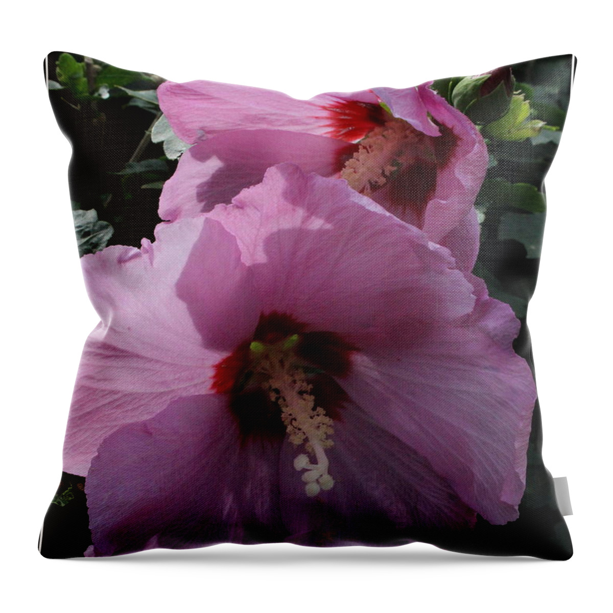 Outdoor Throw Pillow featuring the photograph Pink Roses of Sharon by Dora Sofia Caputo