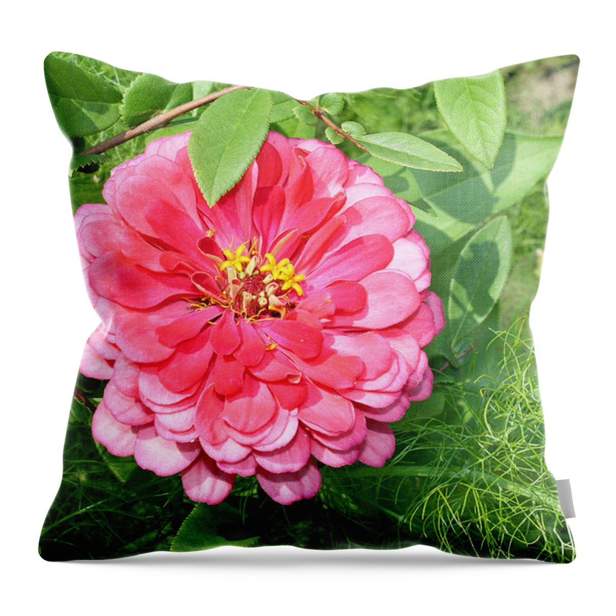 Pink Throw Pillow featuring the photograph Pink Zinnia with Ferns by Ellen Tully