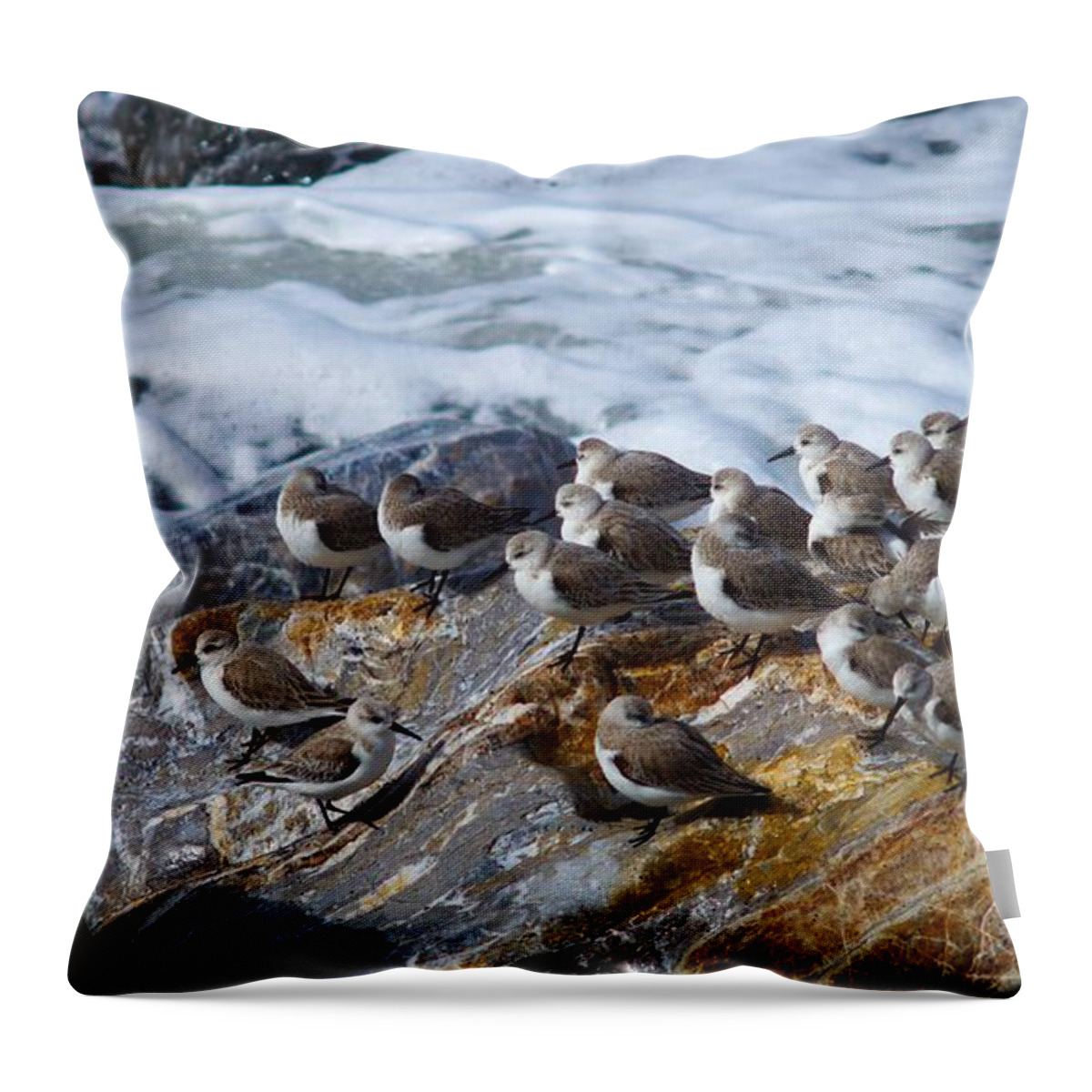 Ocean Throw Pillow featuring the photograph Piper Convention by Alex King
