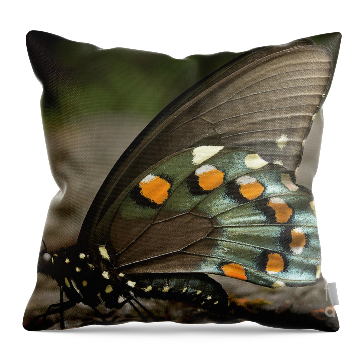 Butterfly Throw Pillow featuring the photograph Pipevine Swallowtail by Mike Eingle