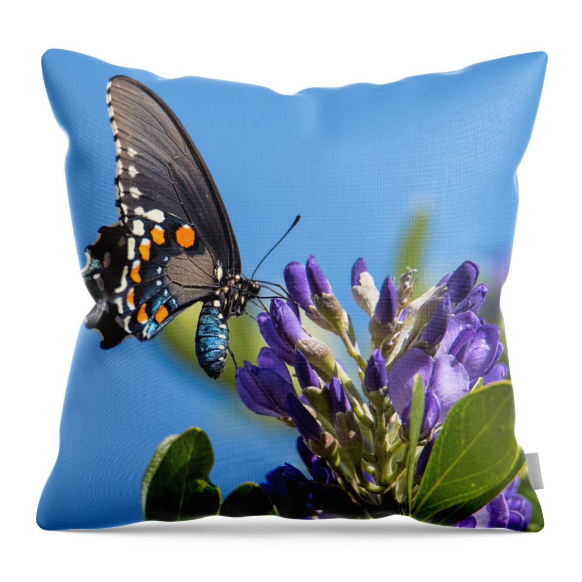 Pipevine Swallowtail Throw Pillow featuring the photograph Pipevine Swallowtail on the Texas Mountain Laurel by Dan McManus