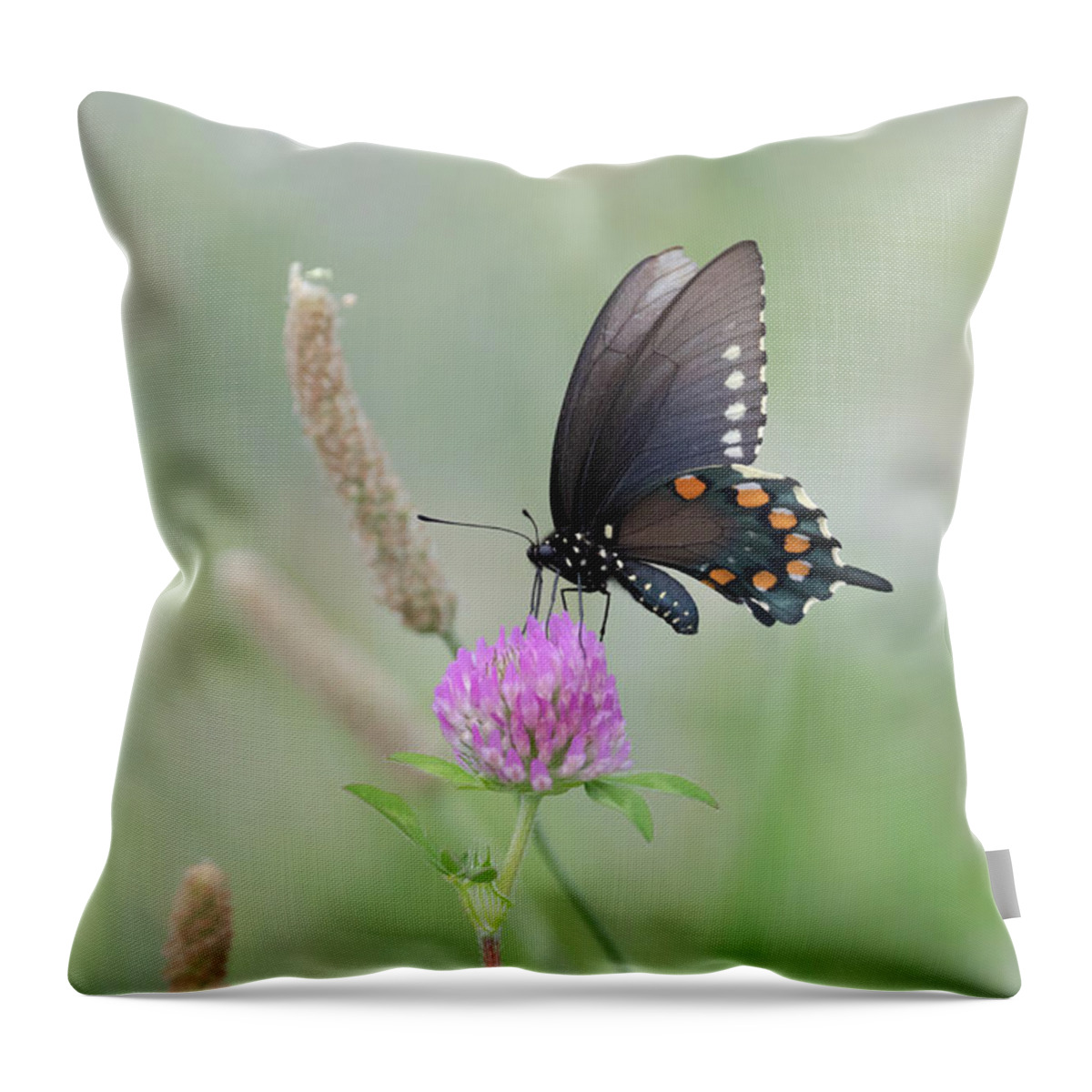 Butterfly Throw Pillow featuring the photograph Pipevine Swallowtail by Susan Rissi Tregoning