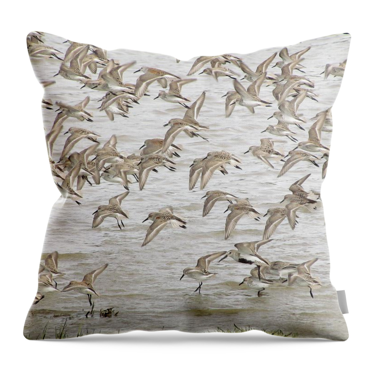 Nw Shorebirds Throw Pillow featuring the photograph Piping In Spring by I'ina Van Lawick