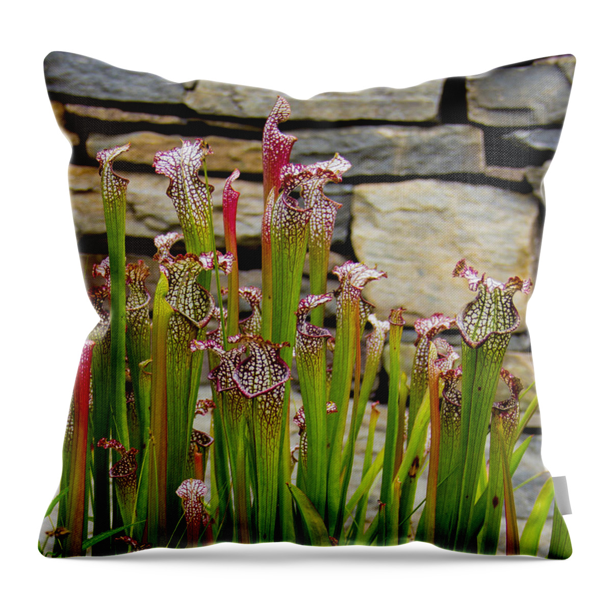 Plant Throw Pillow featuring the photograph Pitcher Plant by Allen Nice-Webb