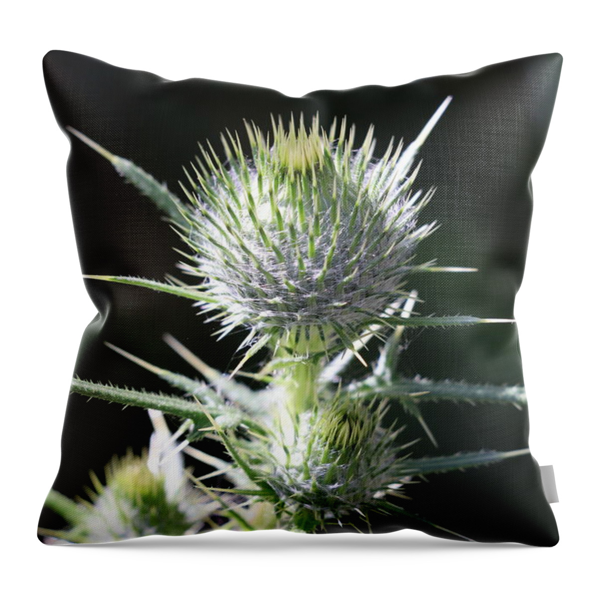 Plant Throw Pillow featuring the photograph Plant 09-01-18 by Maurio Francois