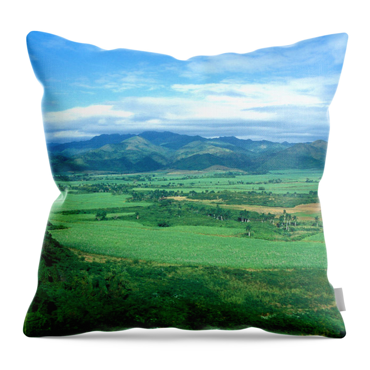 Sugar Cane Throw Pillow featuring the photograph Plantation by Ralf Kaiser