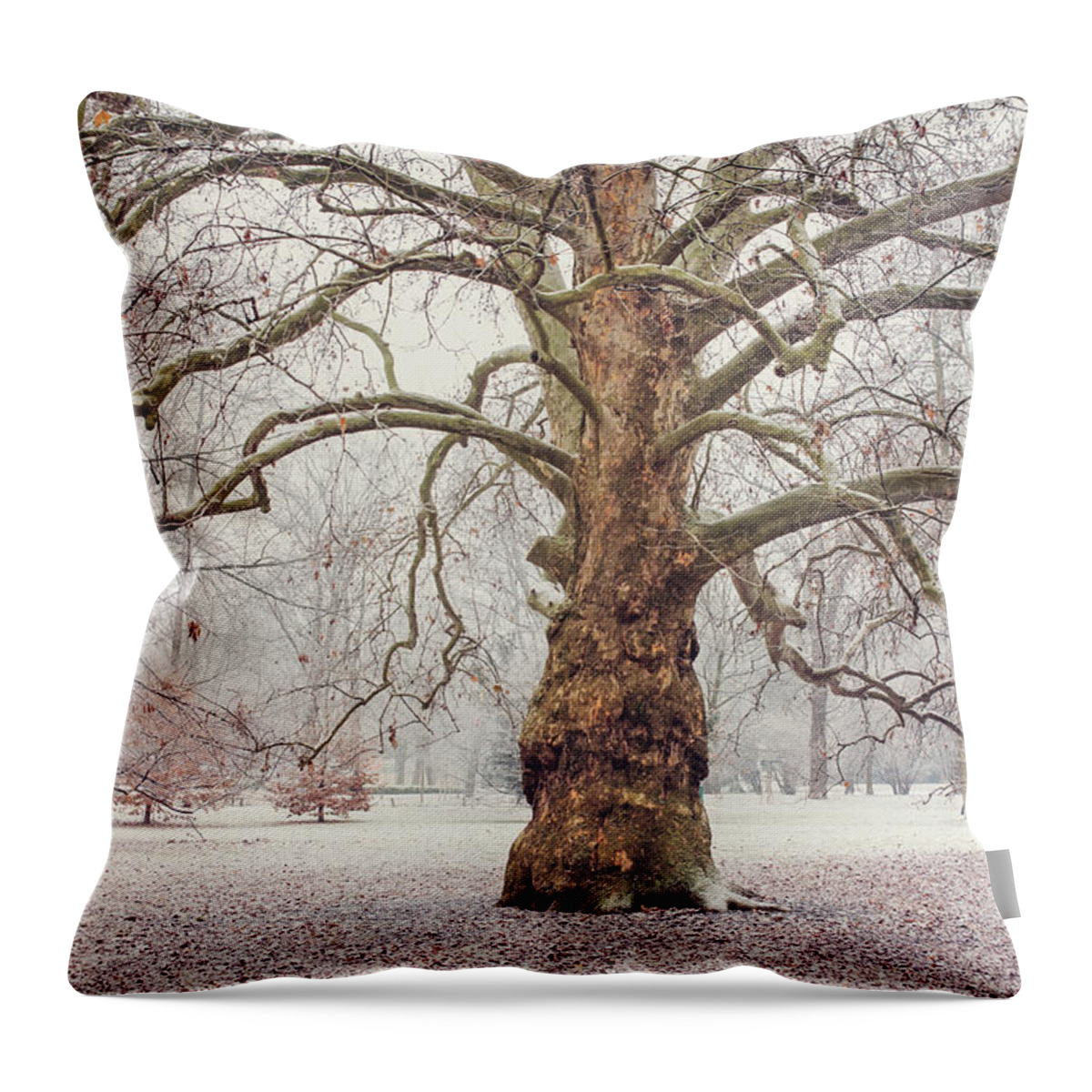 Jenny Rainbow Fine Art Photography Throw Pillow featuring the photograph Platan Tree in Early Winter by Jenny Rainbow