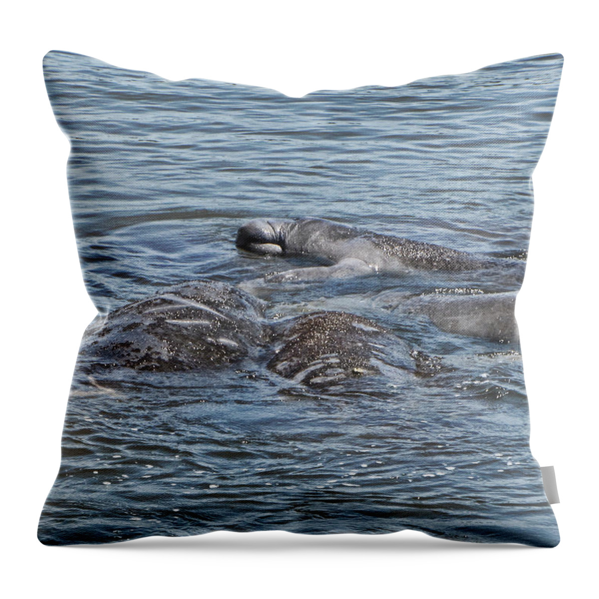 Manatee Throw Pillow featuring the photograph Playful Manatees by Christopher Mercer