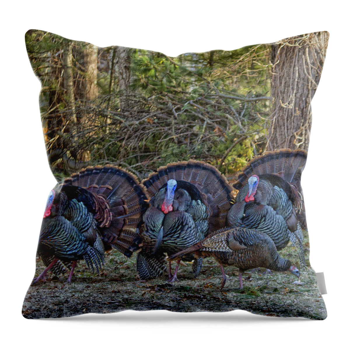 Outdoors Throw Pillow featuring the photograph Playing Hard To Get by Constantine Gregory