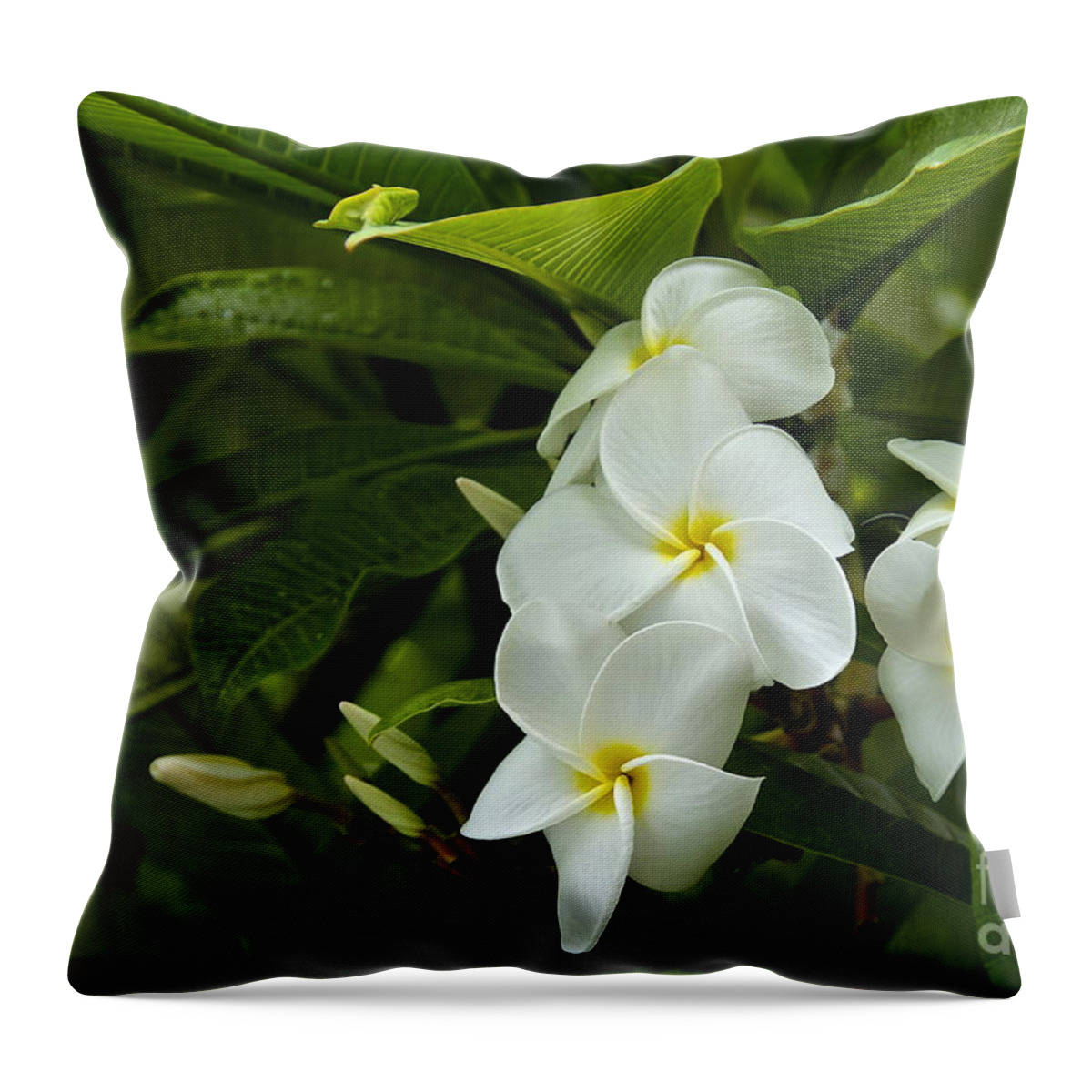 Photography Throw Pillow featuring the photograph Plumeria by Sean Griffin