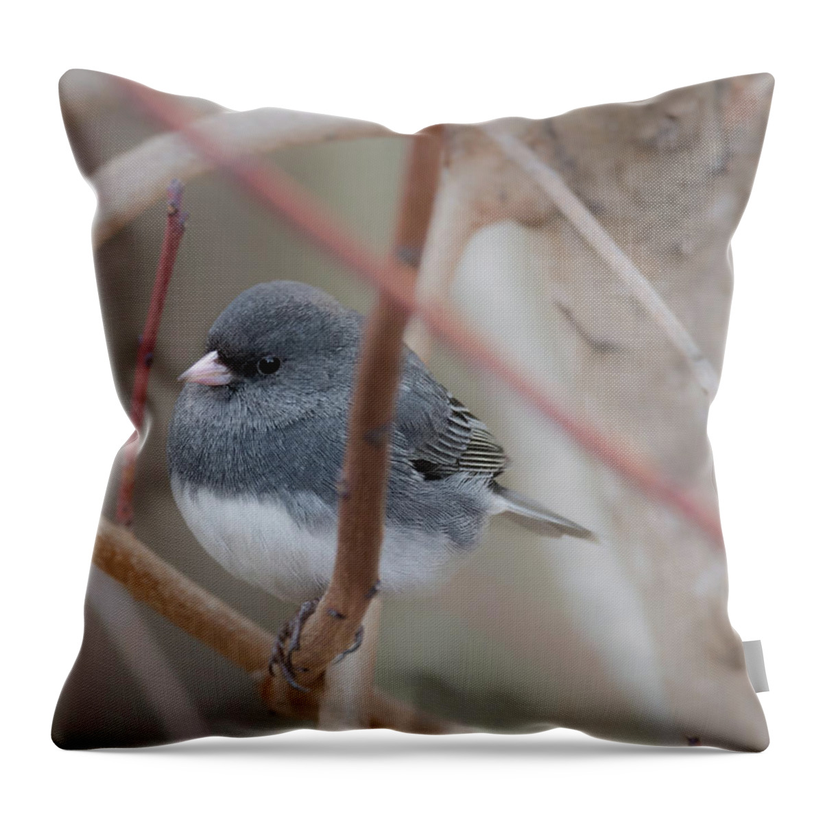 Bird Throw Pillow featuring the photograph Plumpy by Ian Sempowski