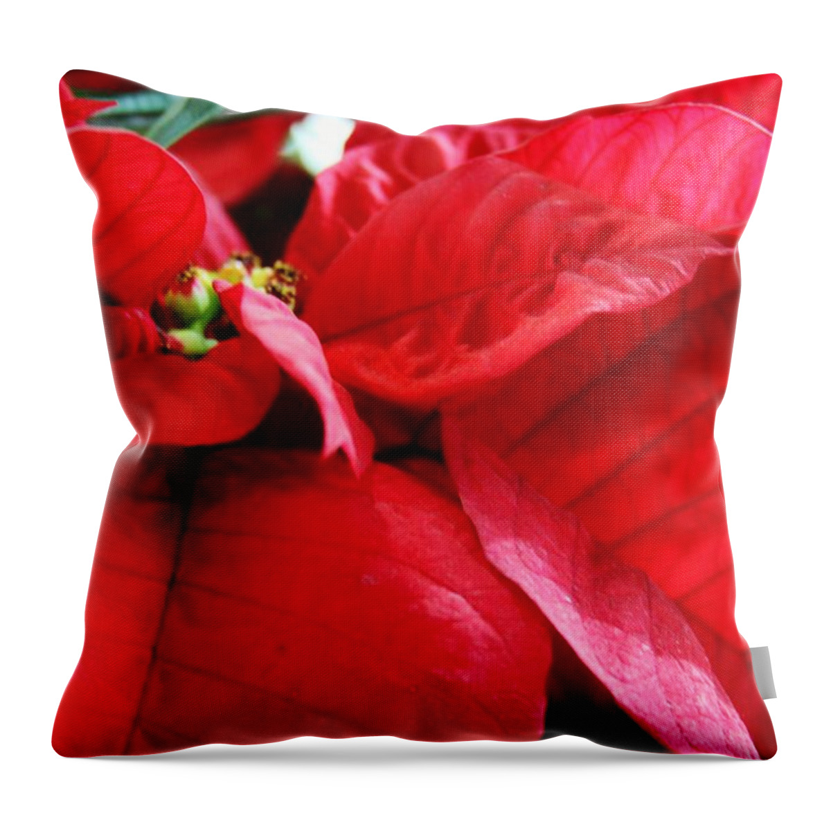 Poinsettia In Bloom Throw Pillow featuring the photograph Poinsettia in Bloom by Lori Child