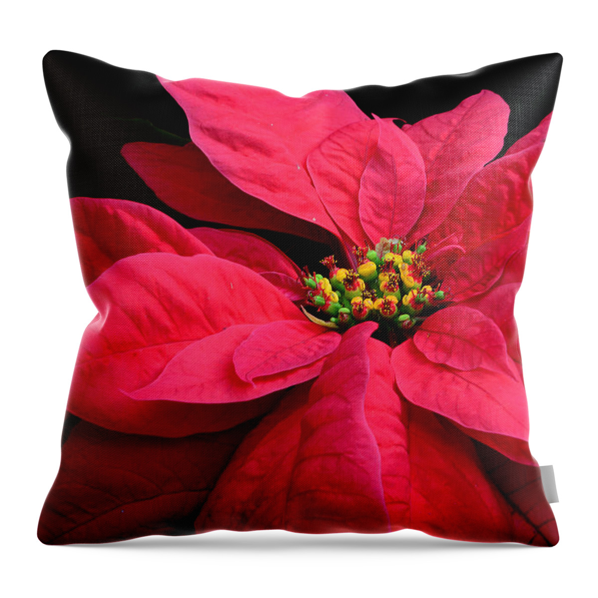 Flowers Throw Pillow featuring the photograph Pointsettia Close Up by Cindy Manero