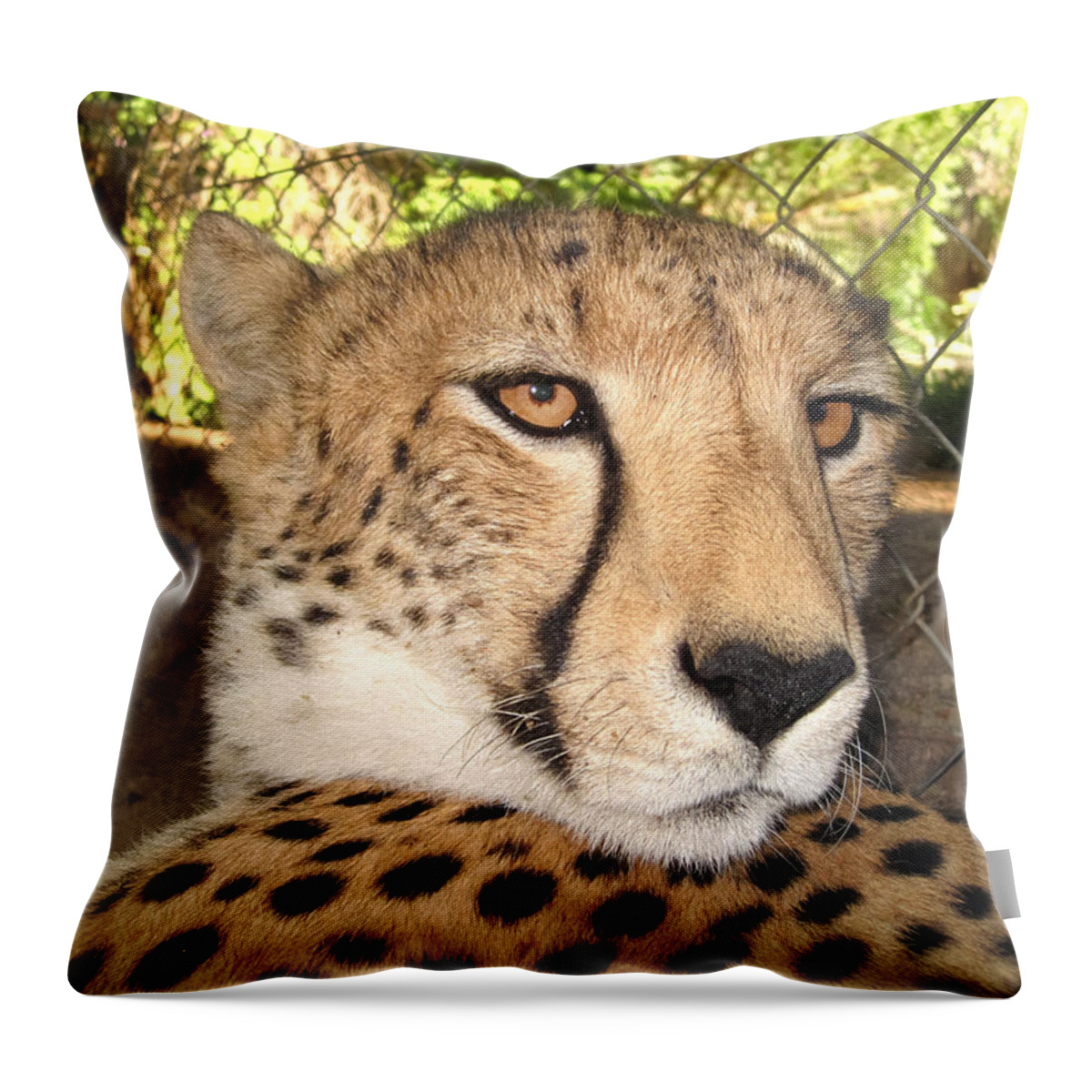 100217 Rep South Africa Expedition Throw Pillow featuring the photograph Poker Player by Gregory Daley MPSA
