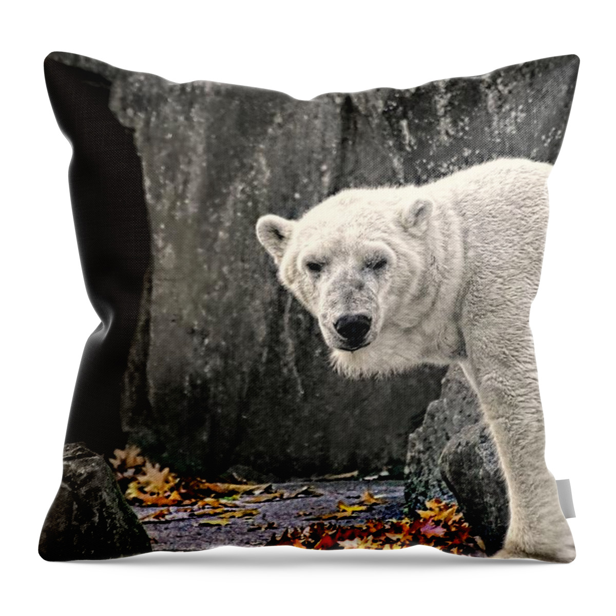 Nature Throw Pillow featuring the photograph Polar Bear 101 by Diana Angstadt