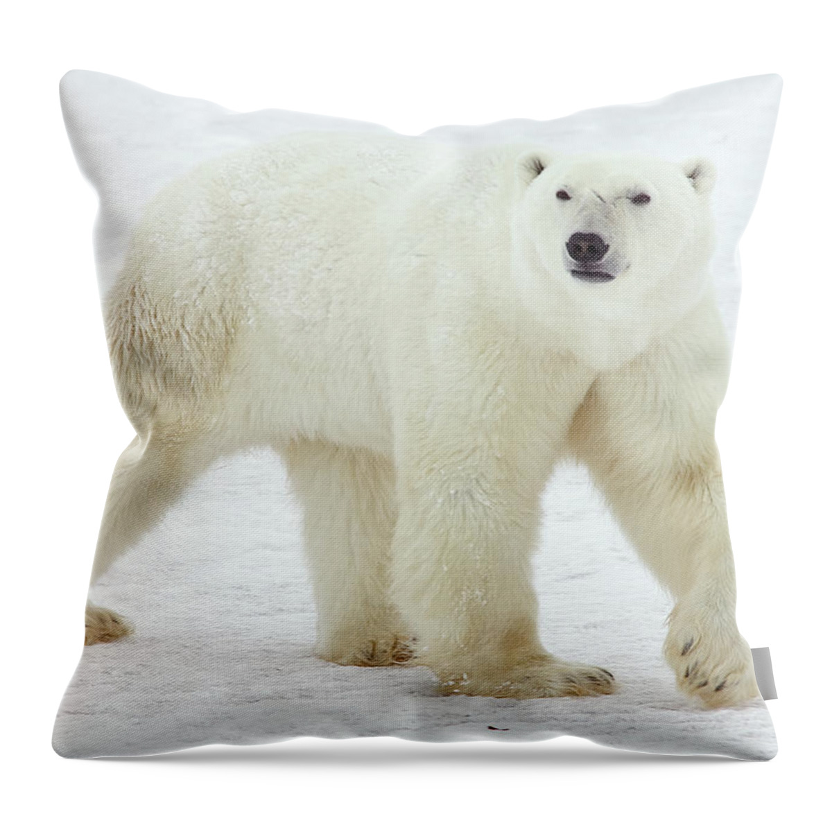 Mp Throw Pillow featuring the photograph Polar Bear Ursus Maritimus Male by Matthias Breiter