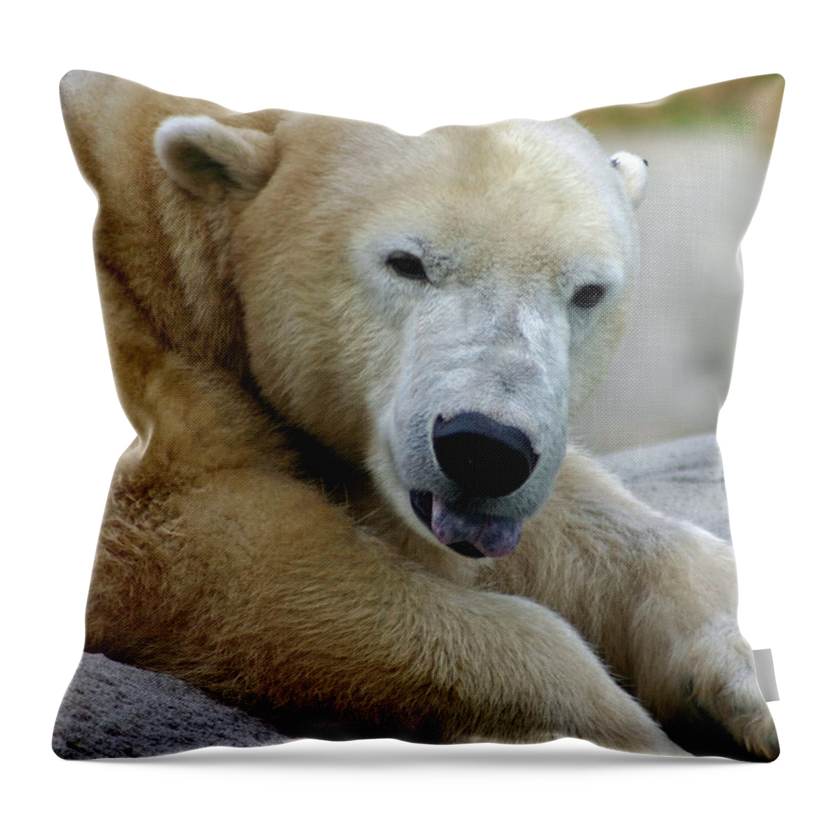Zoo Throw Pillow featuring the photograph Polar Bear Waking by David Rucker