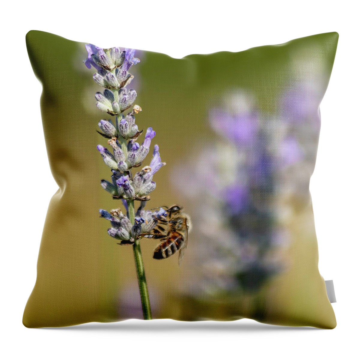Lavender Throw Pillow featuring the photograph Pollinating by Rod Best