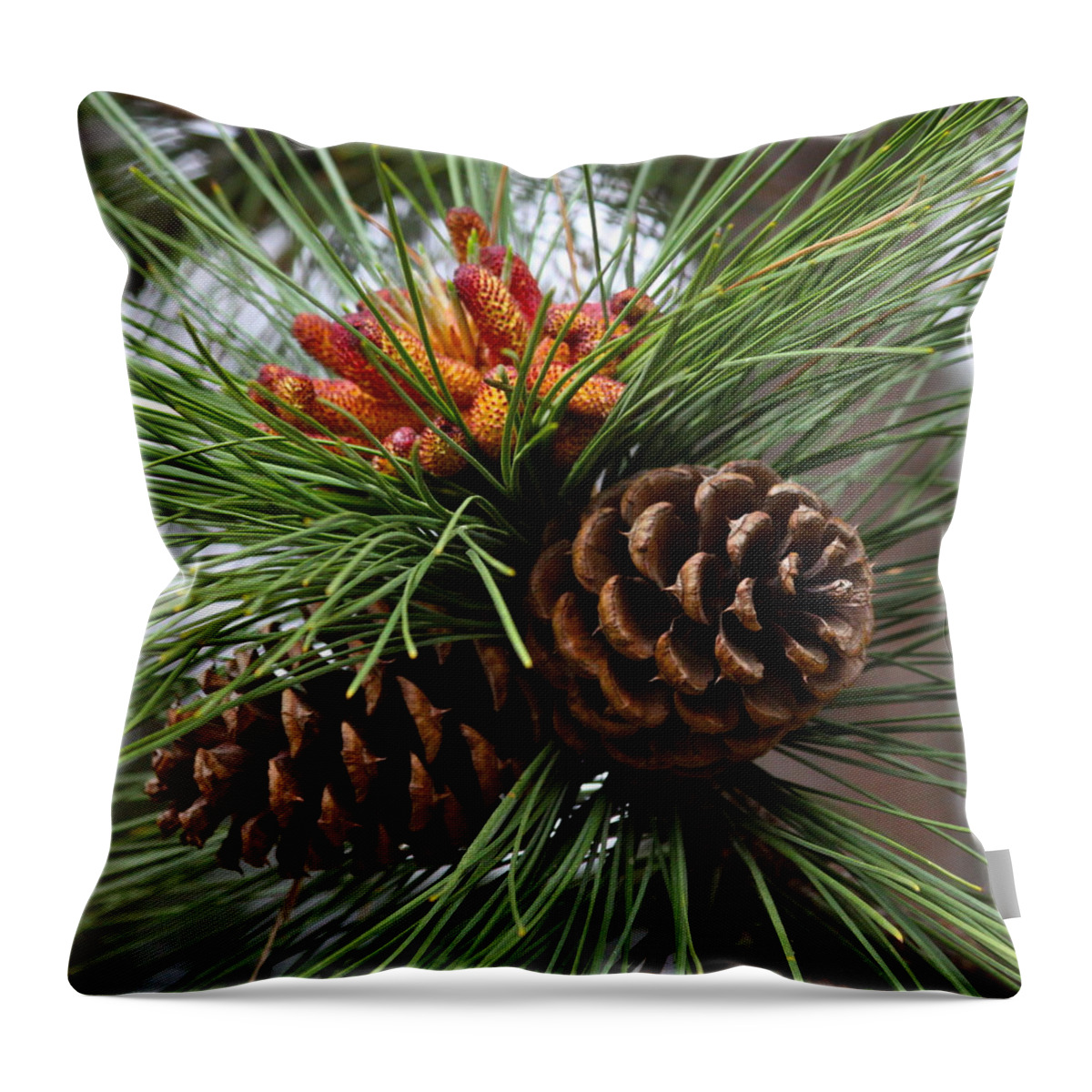 Tree Throw Pillow featuring the photograph Ponderosa Pine Cones by Karon Melillo DeVega