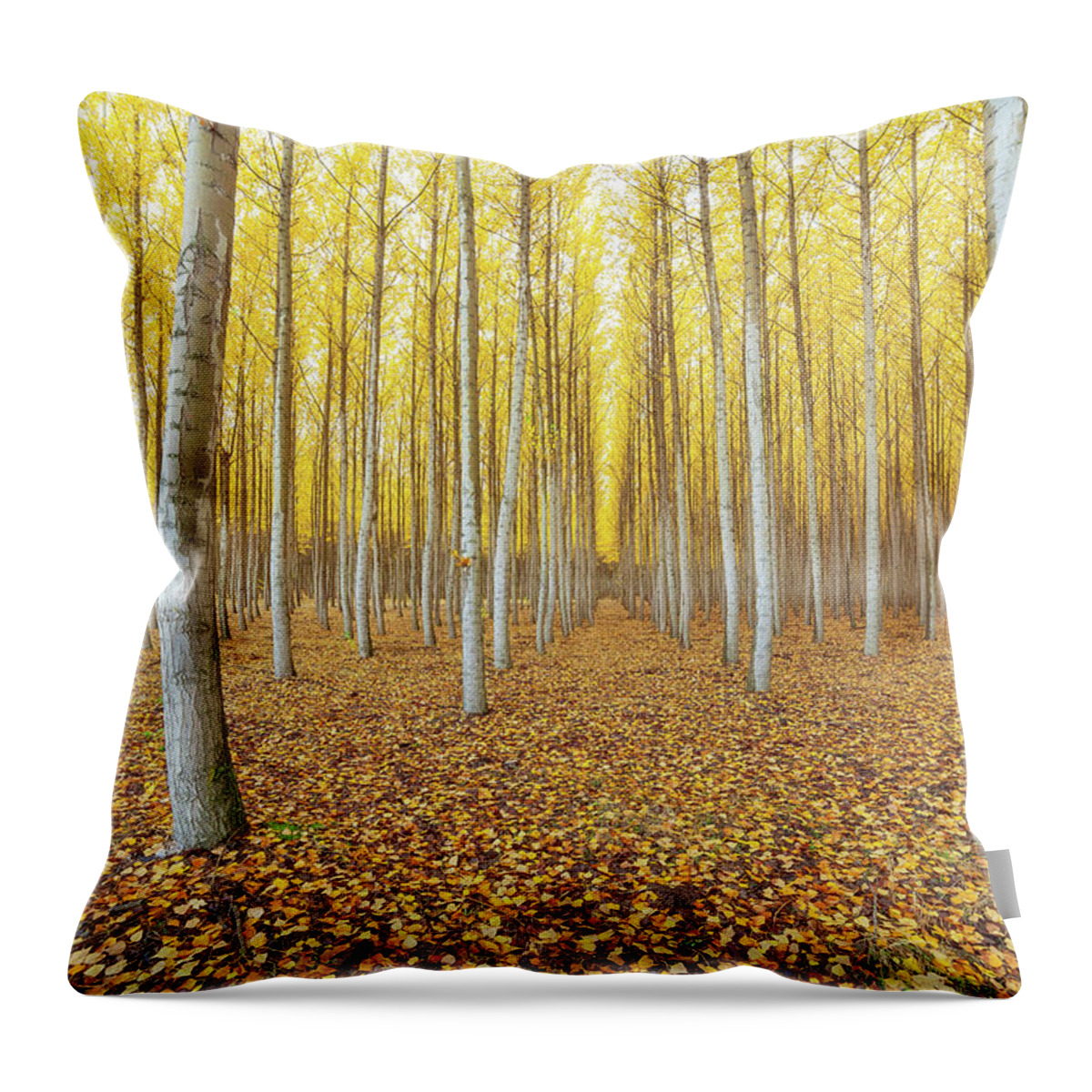Poplar Throw Pillow featuring the photograph Poplar Tree Farm in Boardman Oregon in Fall by David Gn