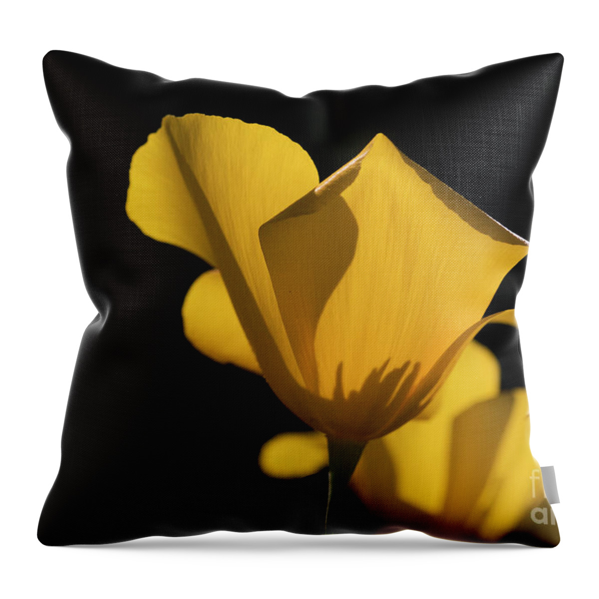 Poppies Throw Pillow featuring the photograph Poppies shine by Ruth Jolly