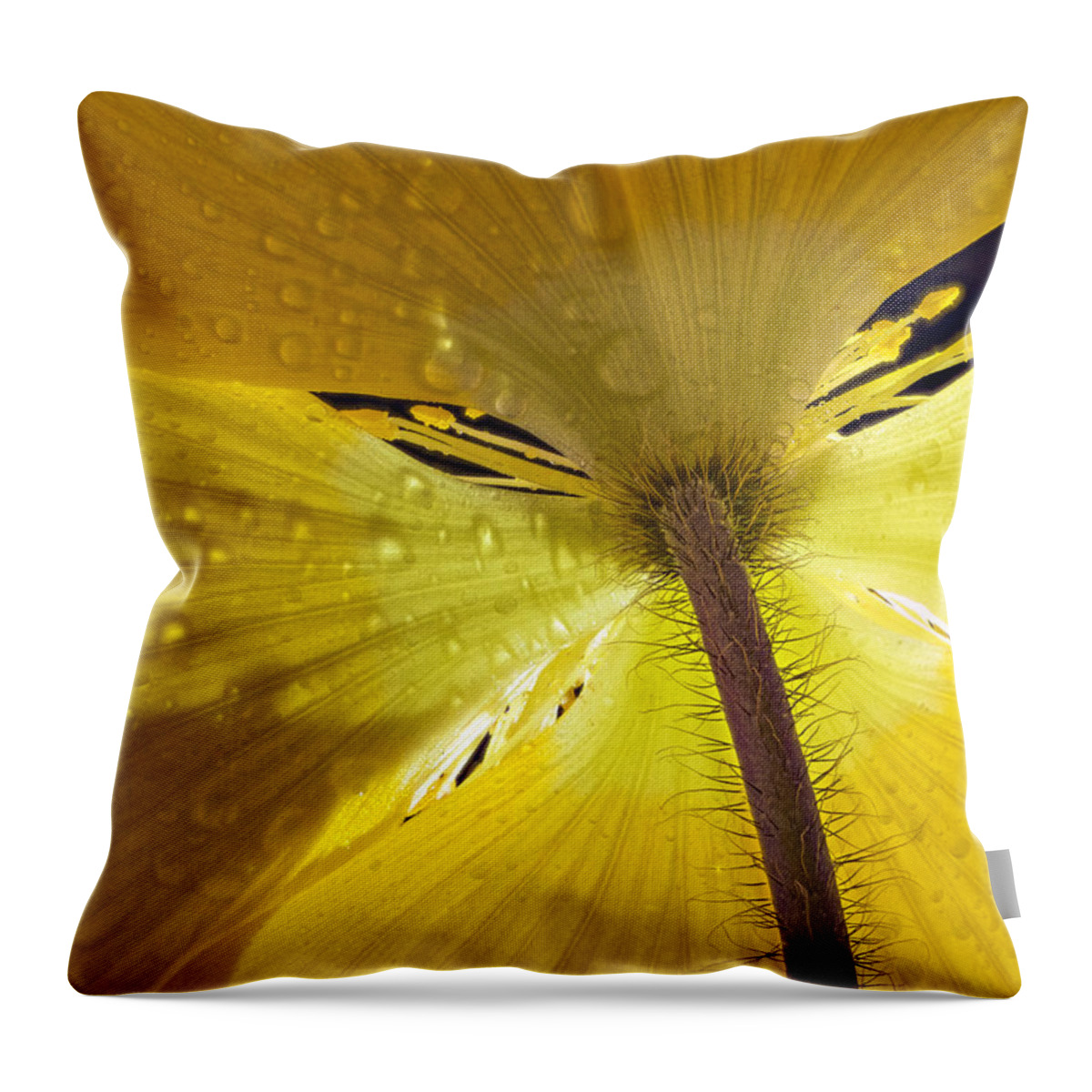 Color Throw Pillow featuring the photograph Poppy Backside by Jean Noren