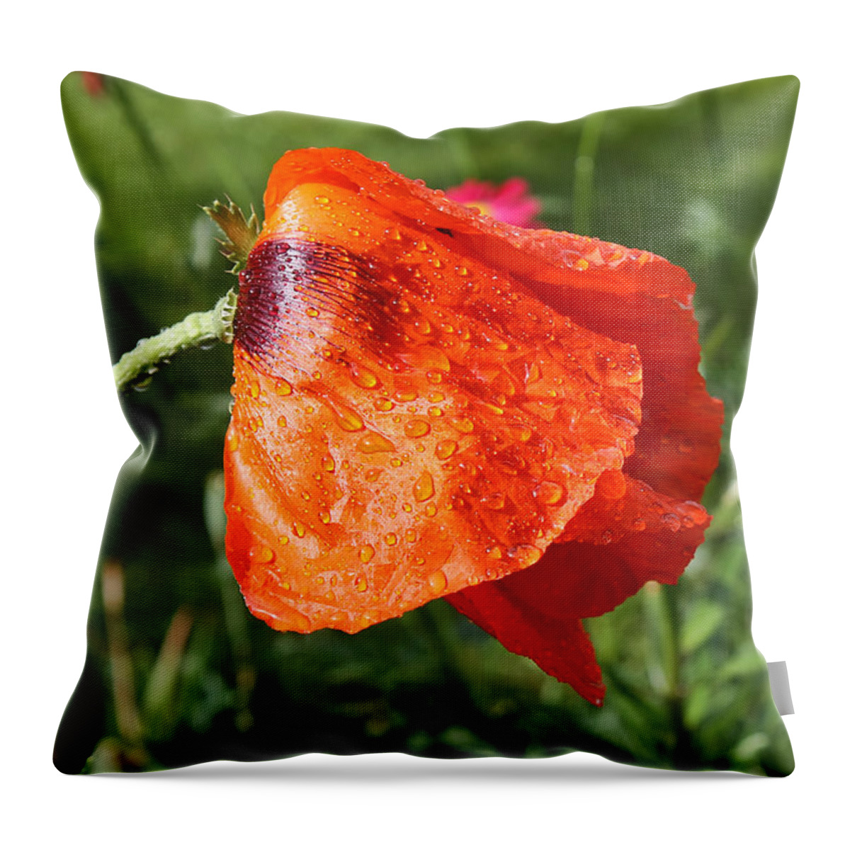 Flower Throw Pillow featuring the photograph Red Poppy II by Teresa Zieba