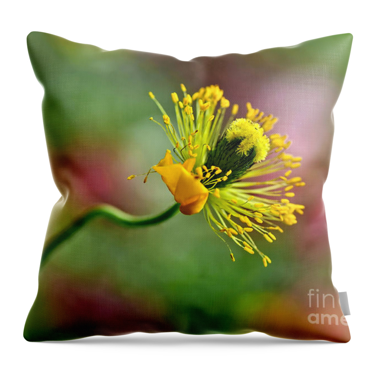 Photography Throw Pillow featuring the photograph Poppy Seed Capsule by Kaye Menner