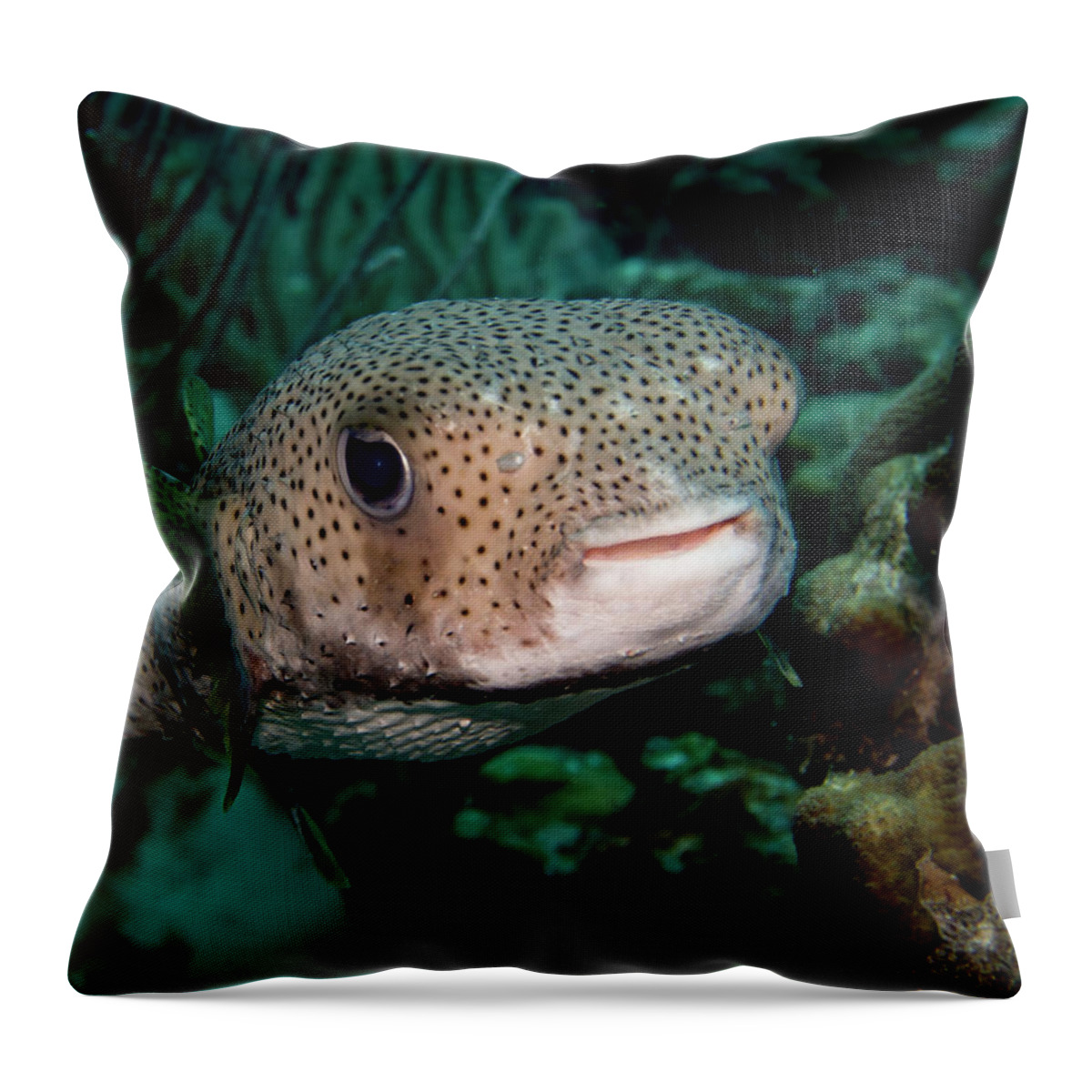 Bonaire Throw Pillow featuring the photograph Porcupine Fish by Jean Noren