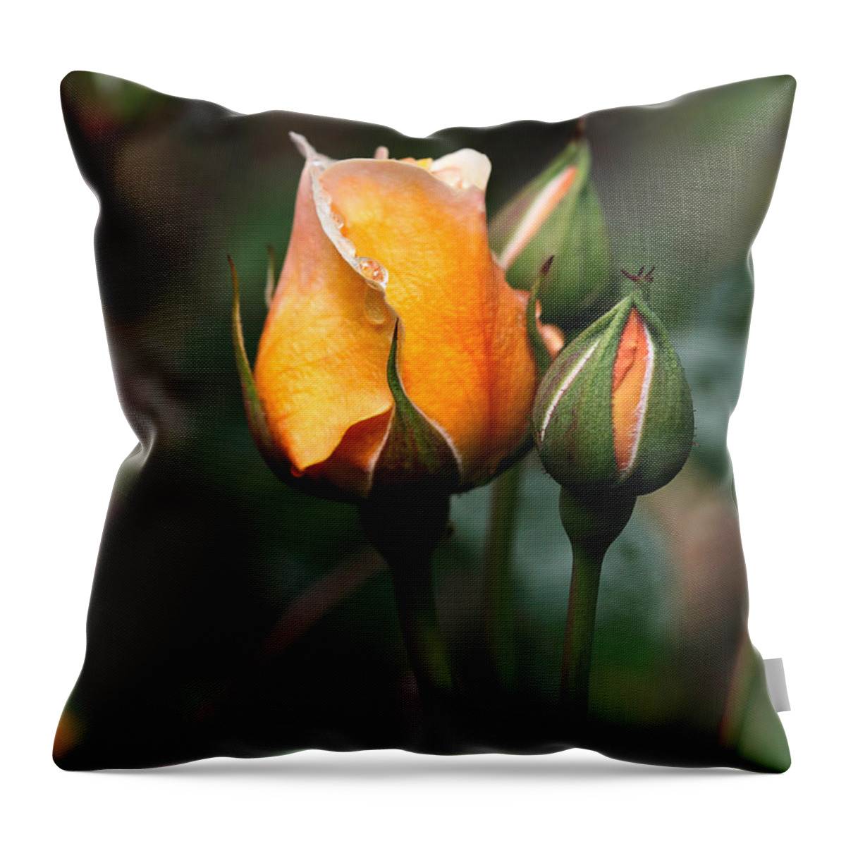 Rose Throw Pillow featuring the photograph Port Sunlight by Louise Heusinkveld