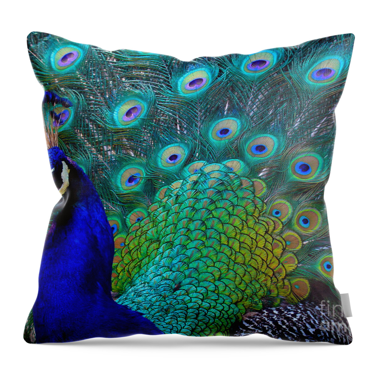 Peacock Throw Pillow featuring the photograph Portrait of a Peacock by Roger Becker