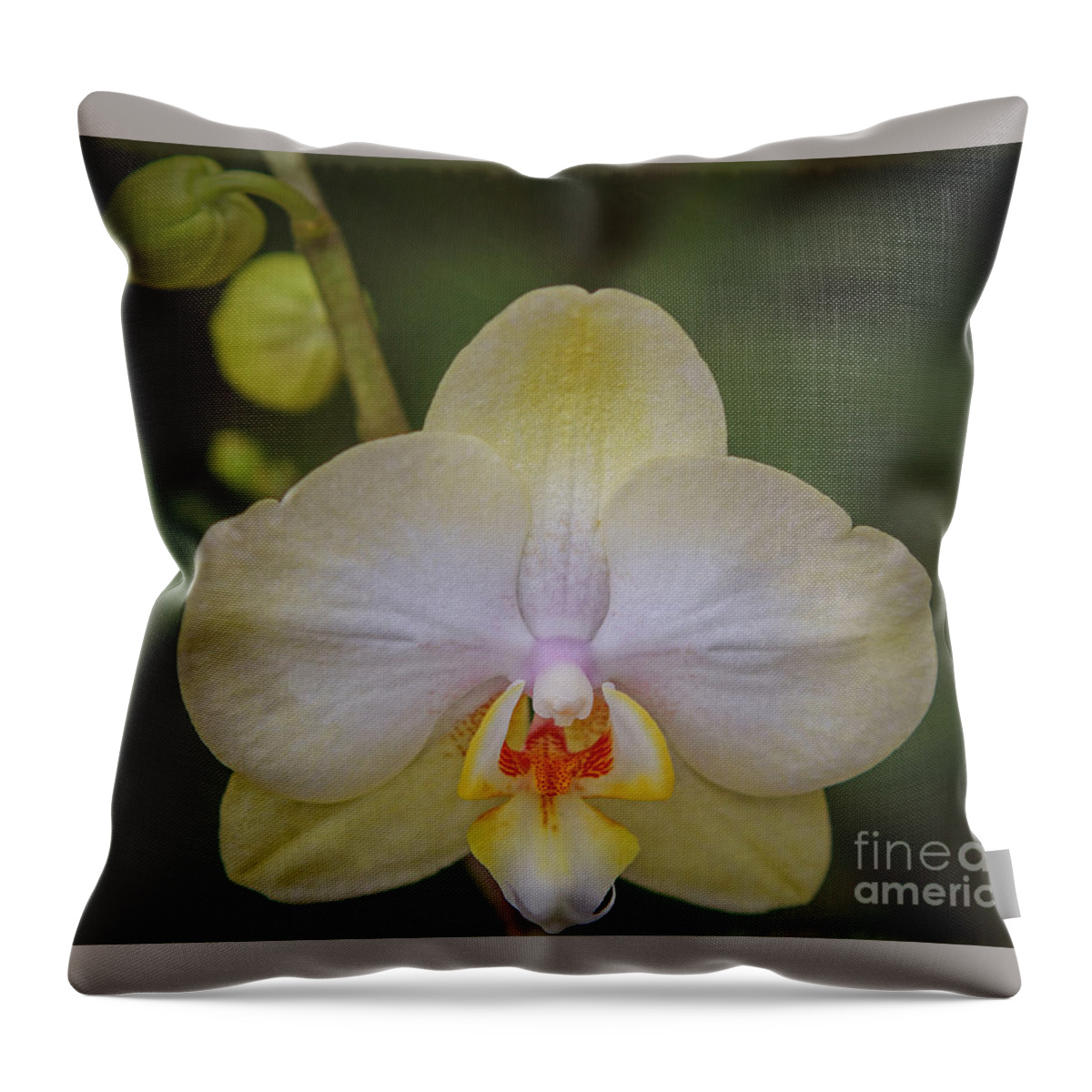 Orchid Throw Pillow featuring the photograph Portrait of an Orchid by Elizabeth Winter