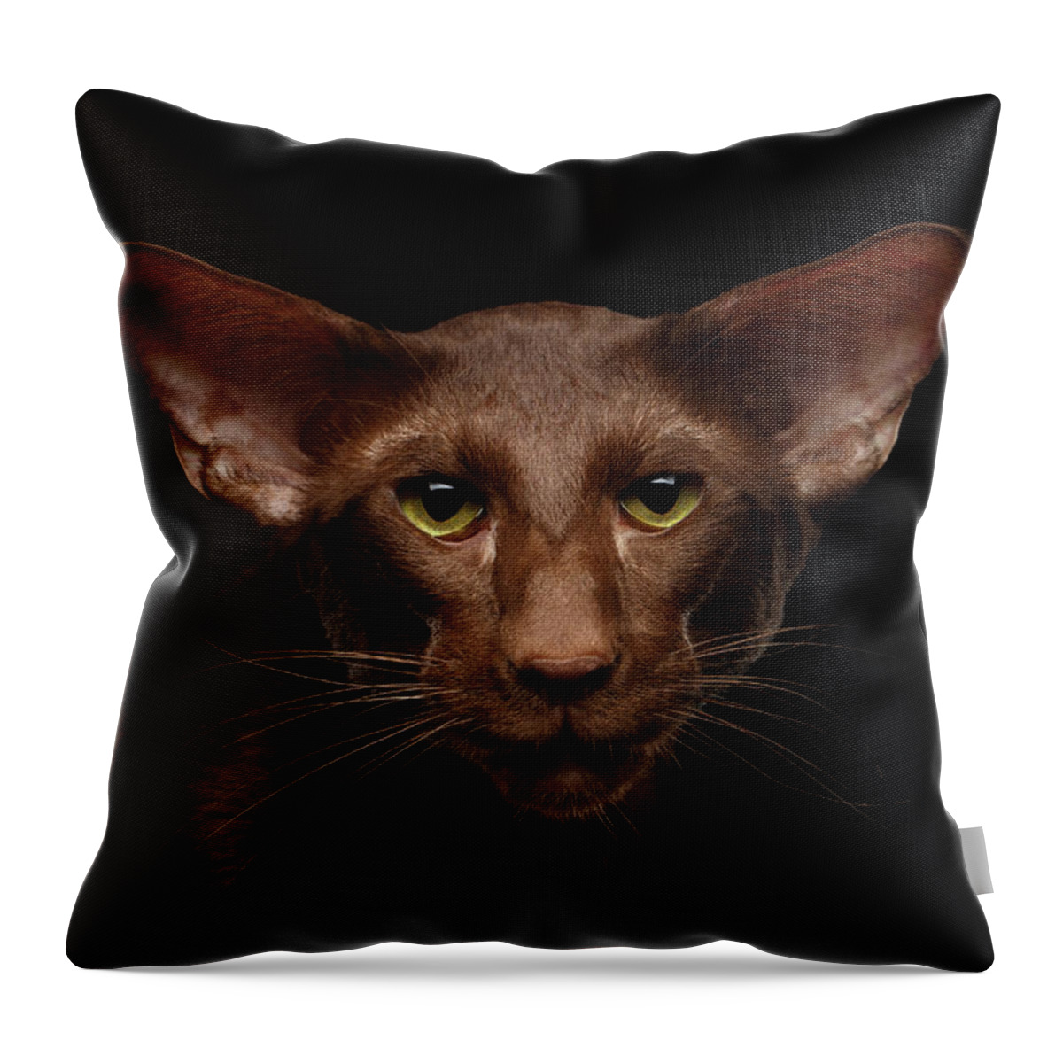 Cat Throw Pillow featuring the photograph Portrait of Brown Oriental cat on isolated black background by Sergey Taran