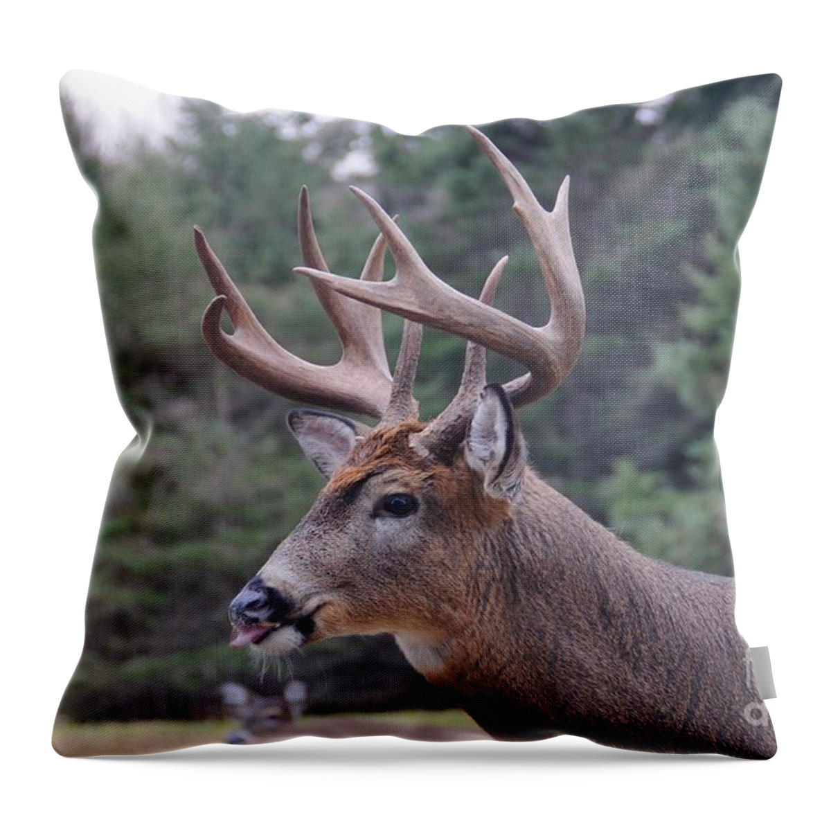 Buck Throw Pillow featuring the photograph Portrait of the Boss Buck by Sandra Updyke